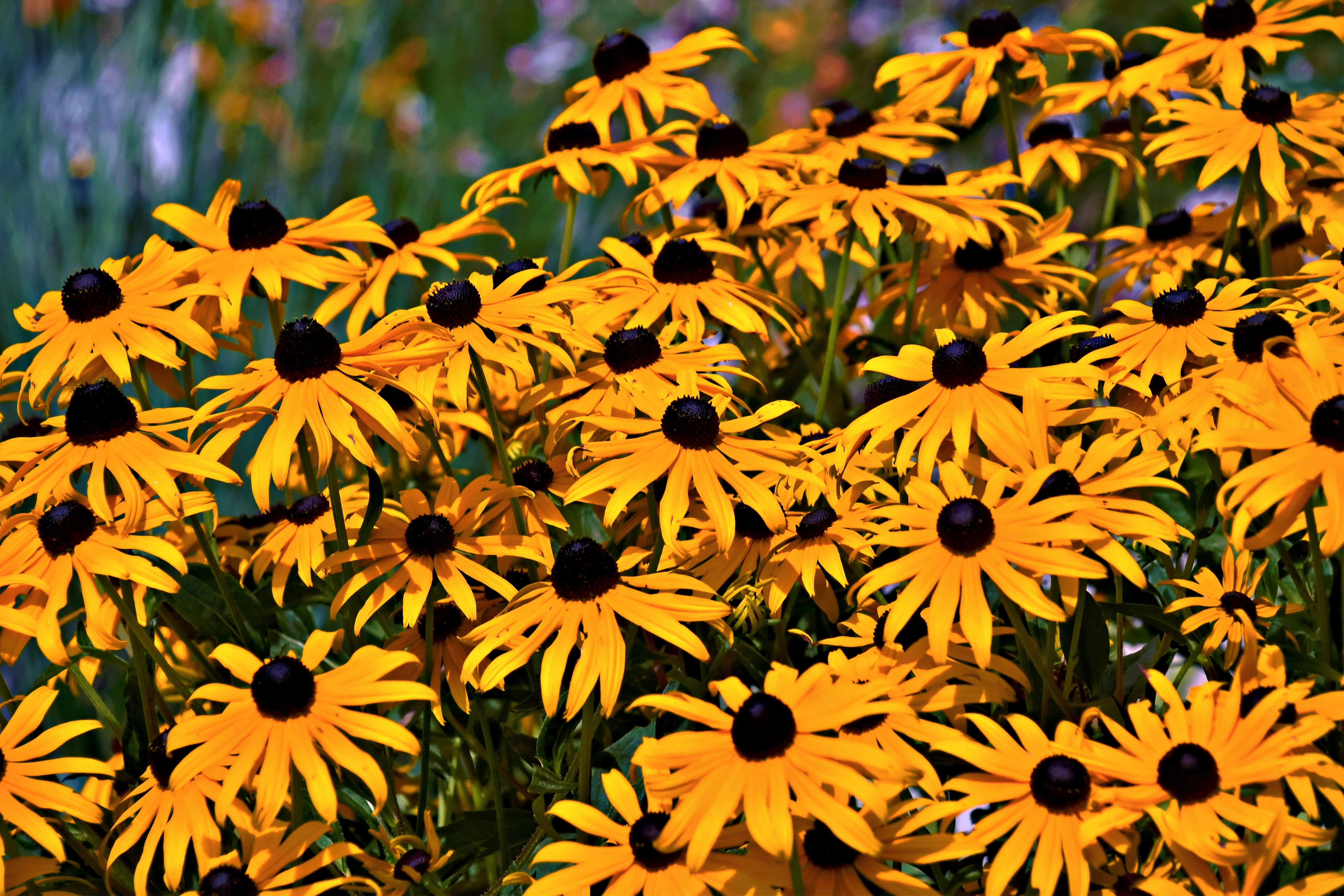 Black-eyed Susan flowers