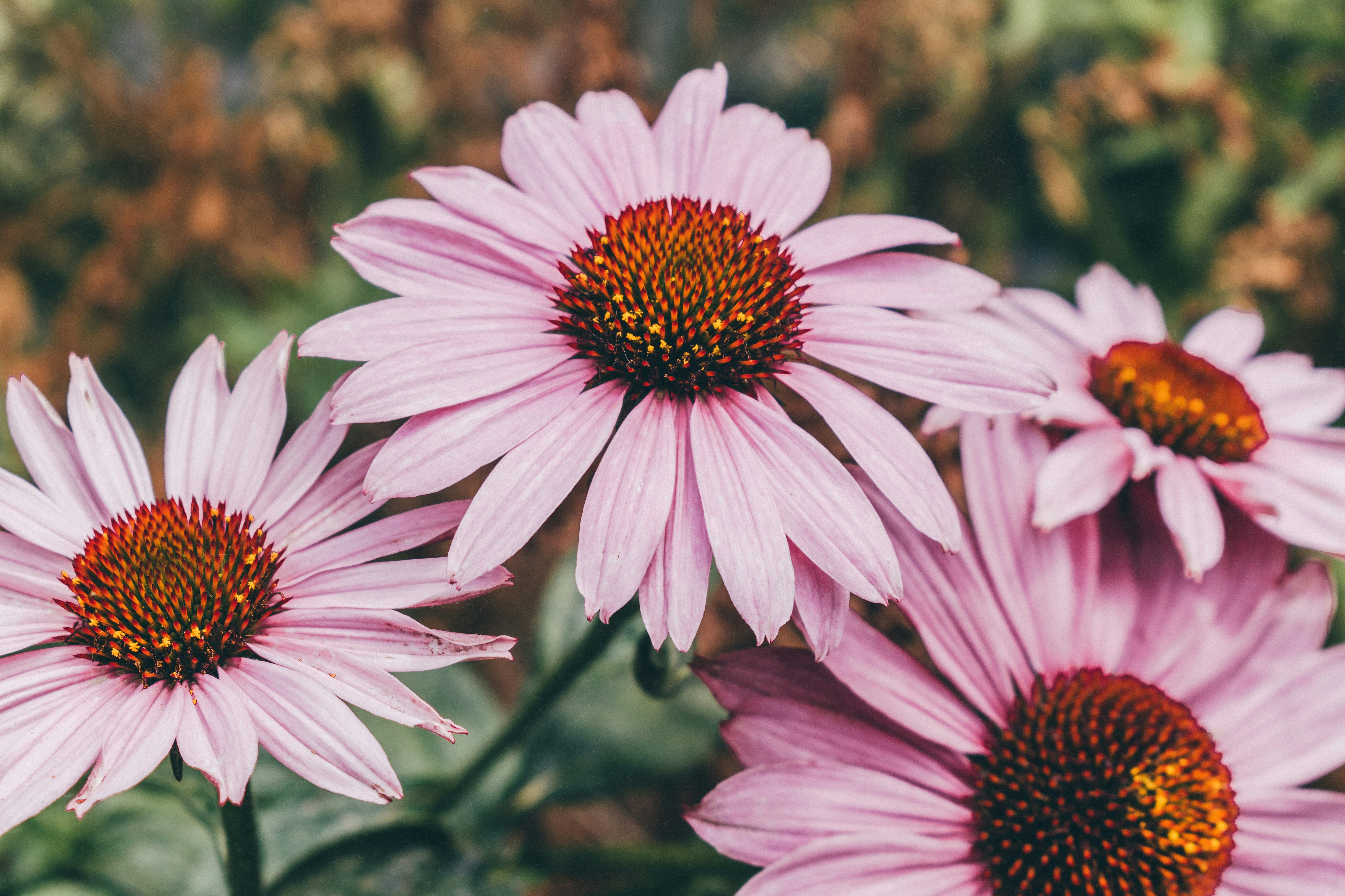Purple coneflower in bloom