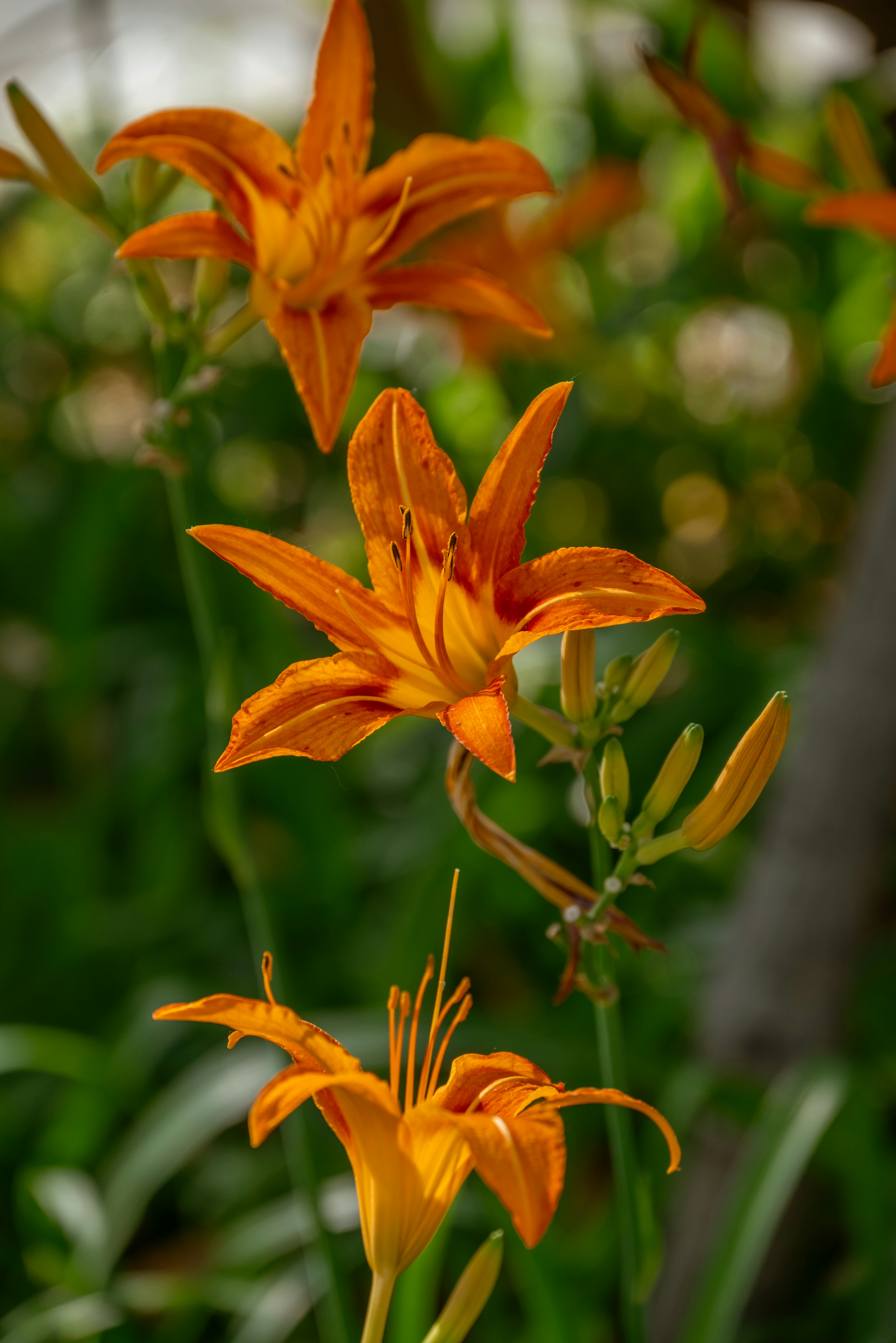 Daylily