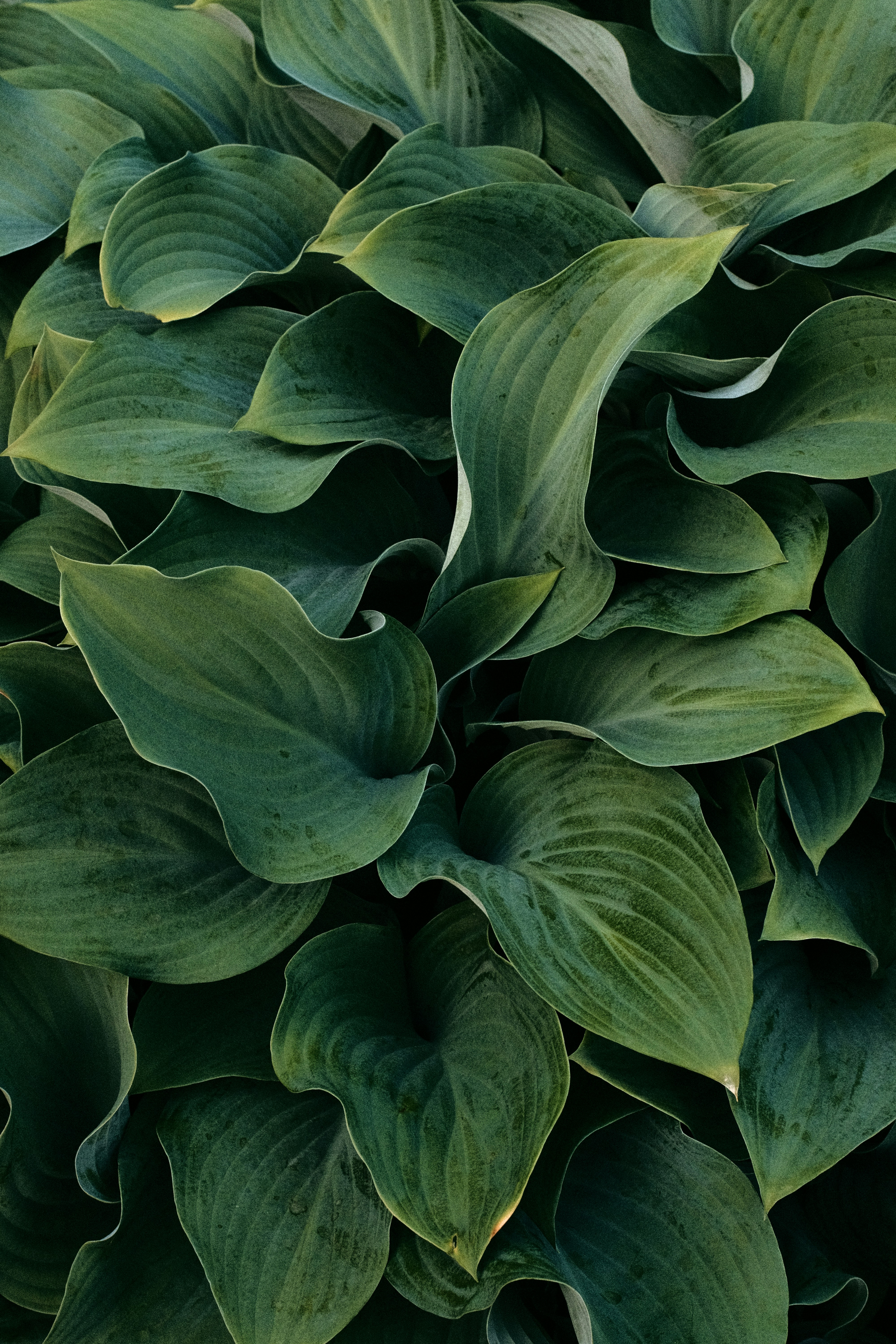Hosta bloom