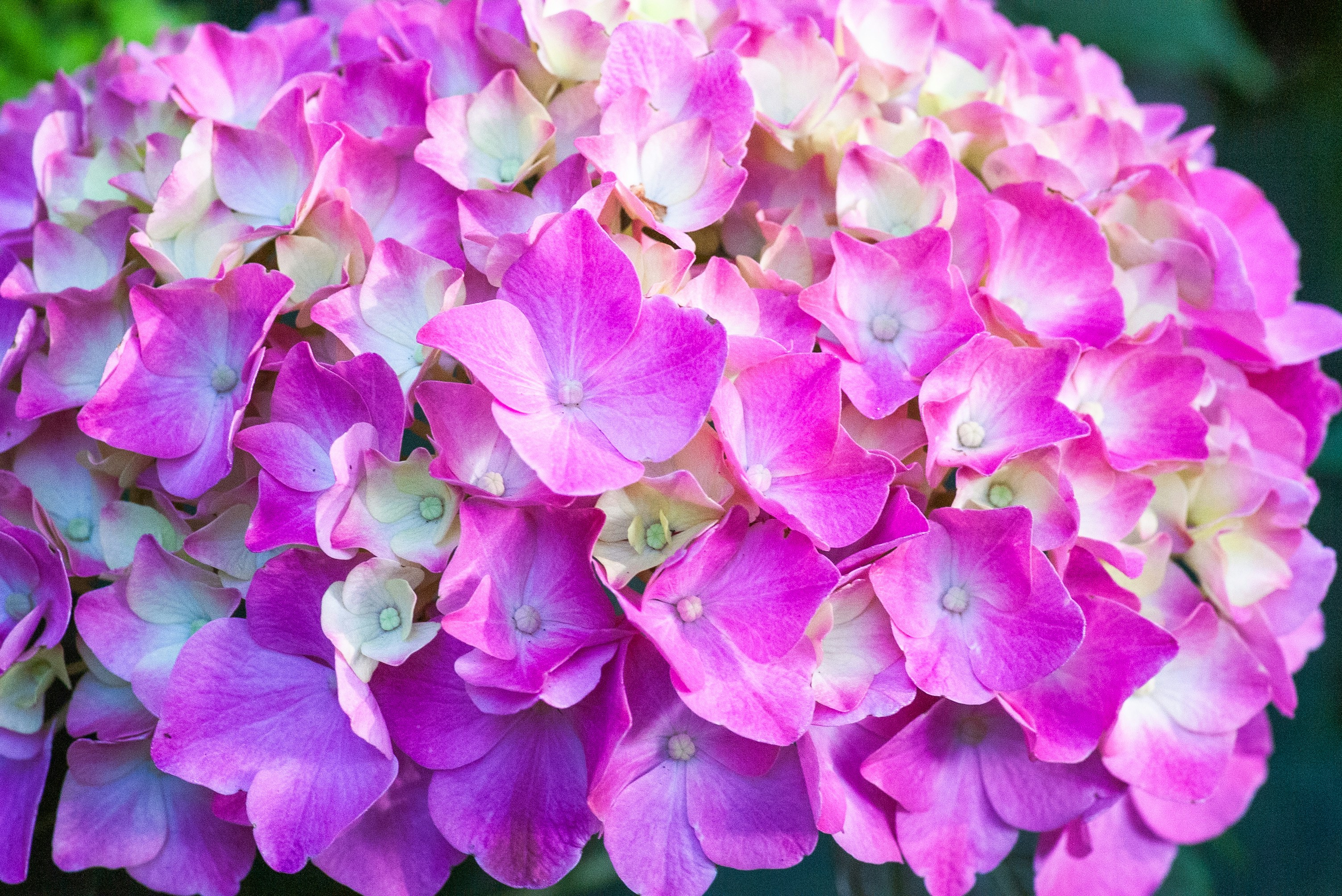 Hydrangea blooms