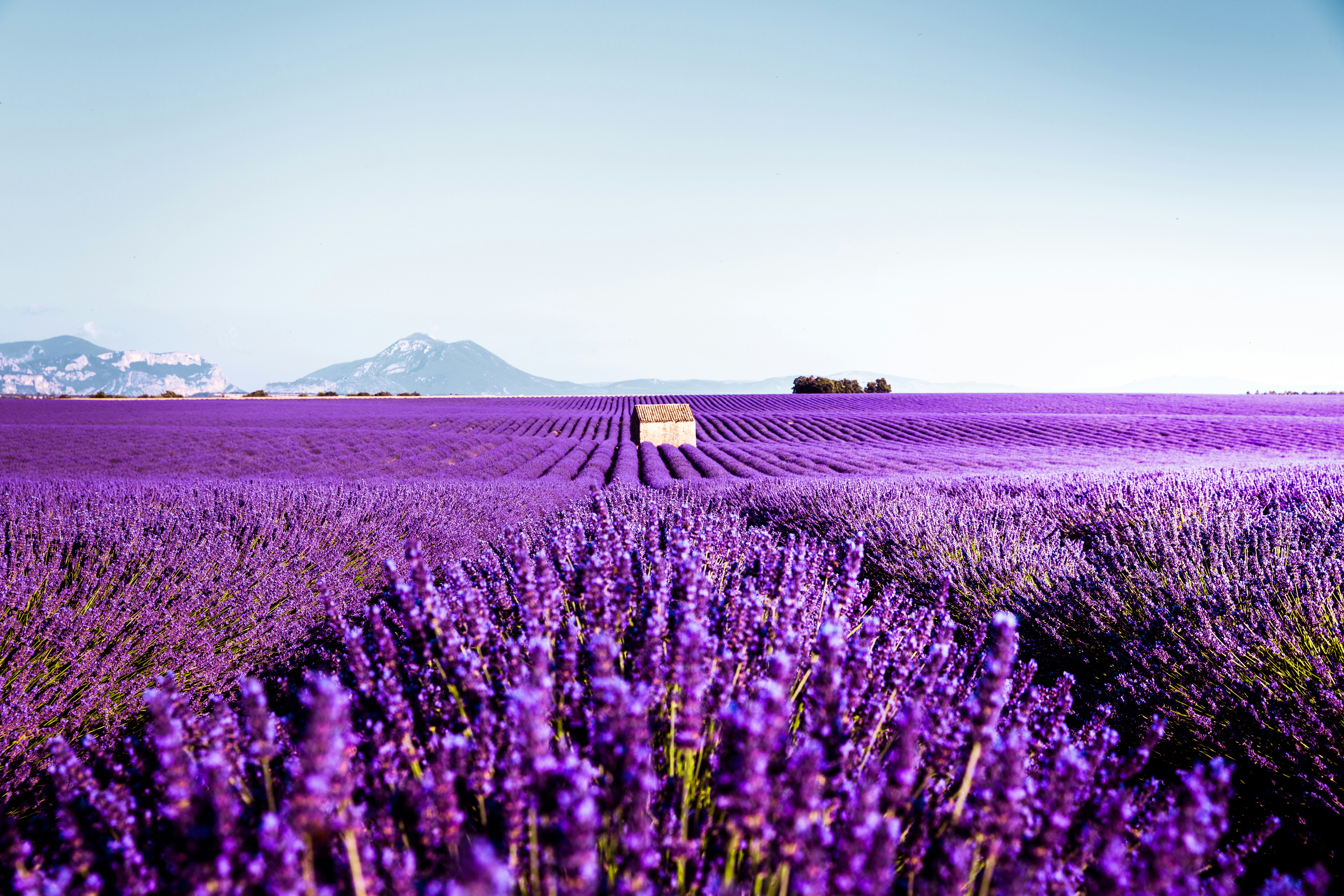 Lavender field