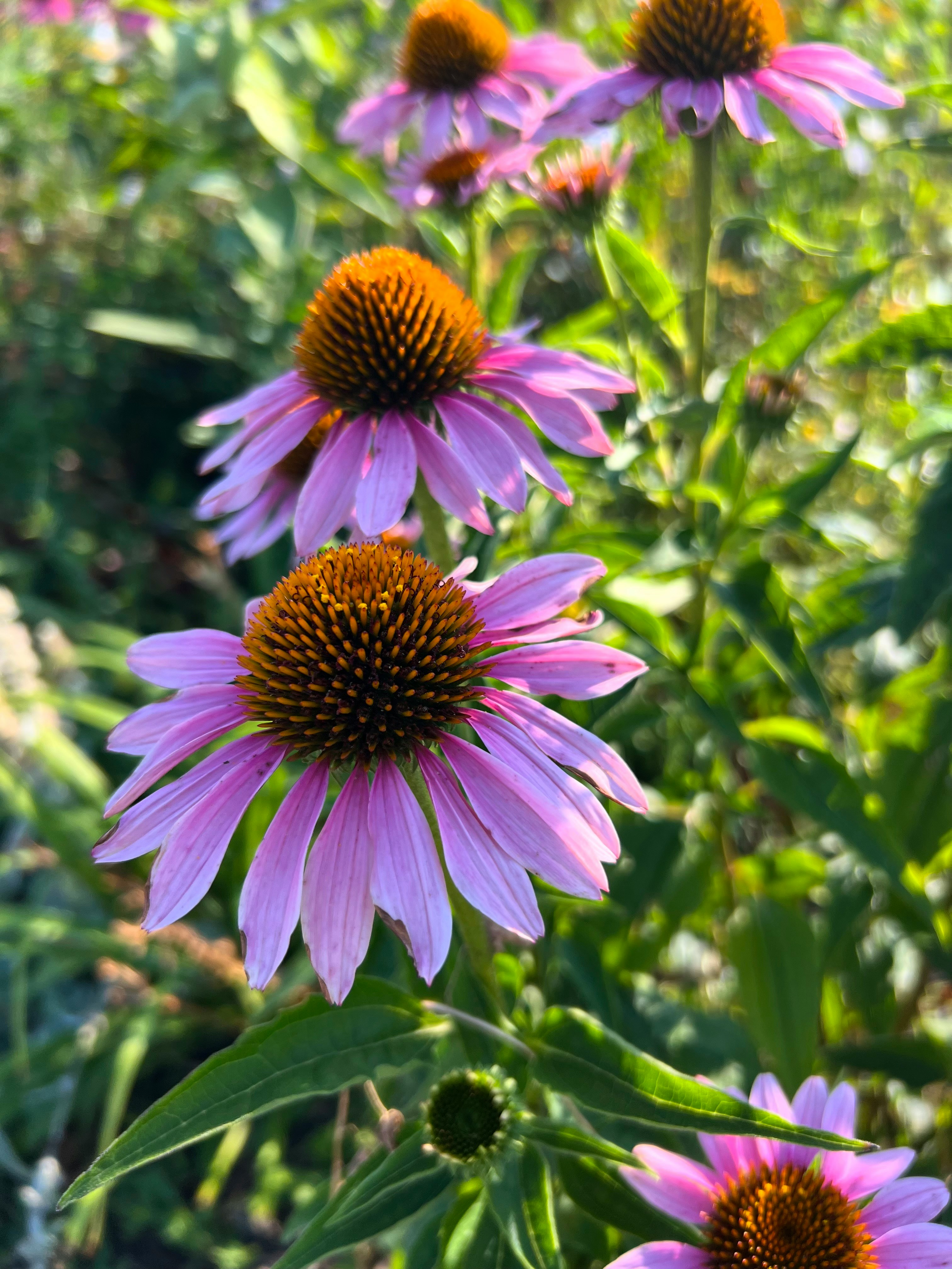 Purple flowers